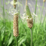 psyllium-min-1.png